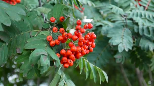 Un tas de baies rouges de rowan dans le vent. Vidéo HD Sorbus aucuparia 