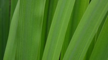 Yeşil çim makro güzel arka plan yaz. HD video görüntüleri 1920 x 1080 statik kamera.