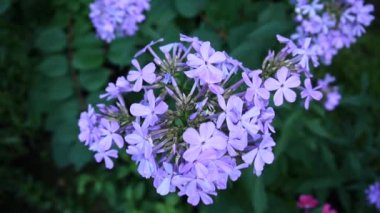 Mavi Phlox çiçek çiçek yatak yakın çekim Hd video statik kamera