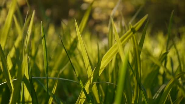 Grama verde imagens macro sol brilha através das folhas belo fundo da primavera. Câmera estática de fechamento de vídeo . — Vídeo de Stock