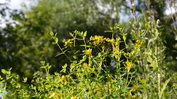 St. Johanniskraut, Heilpflanze mit Blume auf dem Feld. — Stockvideo