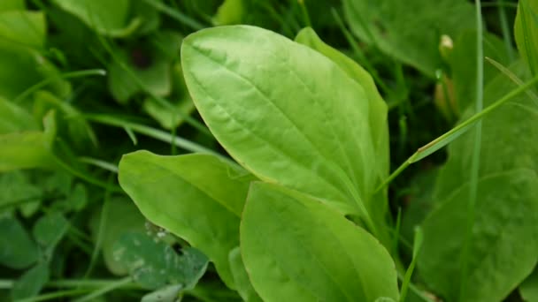 Grüner Spitzwegerich auf einer Wiese mit Gras. Spitzwegerich oder Plantago major wird als Heilkraut verwendet. Videomaterial hd Aufnahme von statischer Kamera. — Stockvideo