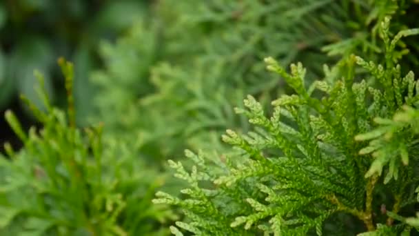 Fehér cédrus Thuja occidentalis ágak. Lövés statikus kamera HD videofelvétel. — Stock videók