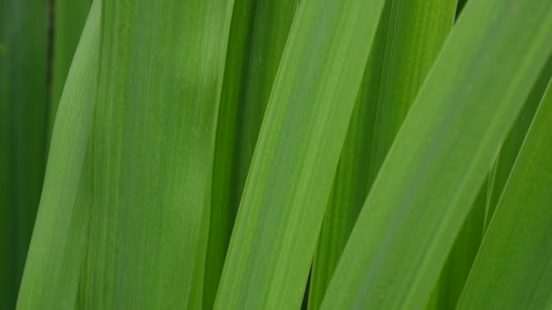 Verde hierba macro hermoso fondo verano. Imágenes de vídeo de alta definición 1920x1080 cámara estática . — Vídeos de Stock
