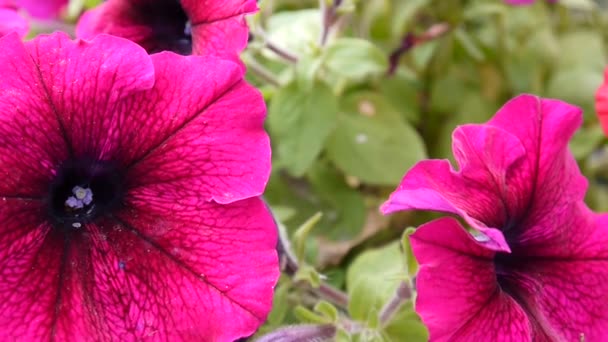 Petunias rosadas balanceándose en la brisa — Vídeos de Stock