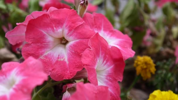 Rosafarbene Petunien wiegen sich im Wind — Stockvideo