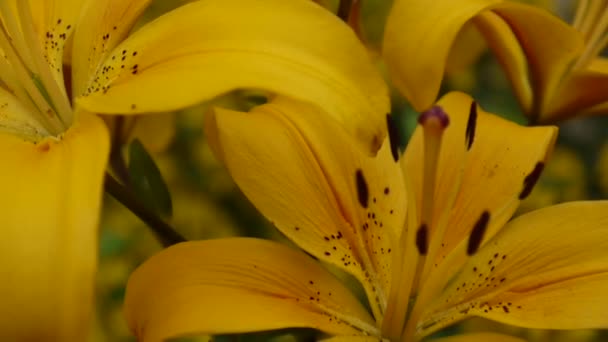 Rostlina Lilium cibulkonosná detaily zblízka Hd záběry - bylinná lily květina video. — Stock video