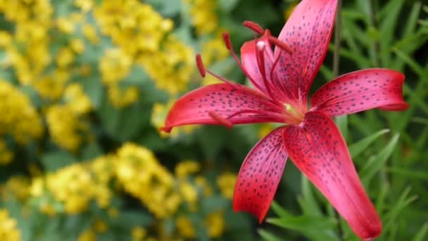 Red Lilium bulbiferum details in large-up HD float - Herbaceous lily flower video . — стоковое видео