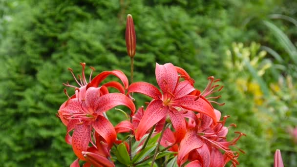 Piros Lilium bulbiferum részletek közeli Hd felvétel - aromás lily flower videóinak. — Stock videók