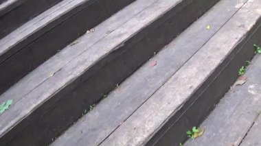 Güzel pembe phlox önümüzdeki portre. HD video statric kamera