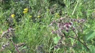 Çiçek açan dulavratotu yaz alanında. Arctium. HD video.