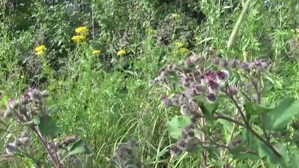 Virágzó Bojtorján nyári területén. Arctium. HD-videó. — Stock videók