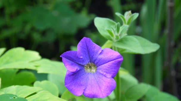 Petunias rosadas balanceándose en la brisa — Vídeo de stock