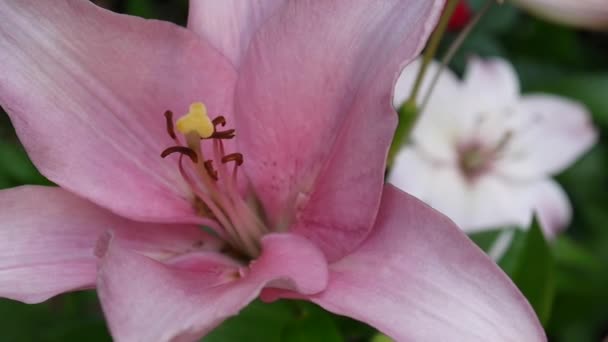 Φυτό ροζ Lilium bulbiferum λεπτομέρειες γκρο πλαν Hd πλάνα - ποώδη tiger κρίνος λουλούδι βίντεο. — Αρχείο Βίντεο