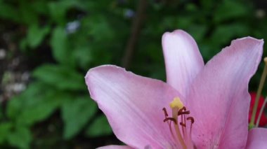 Pembe bitki lilyum bulbiferum ayrıntıları yakın çekim Hd ayak - otsu tiger lily çiçek video.
