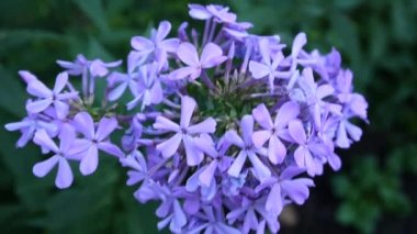 Mavi Phlox çiçek çiçek yatak yakın çekim Hd video statik kamera