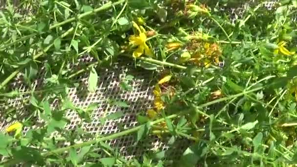 St Johns wort gräs samlas in i fältet på säckväv. Skörd av medicinalväxter på sommaren. Panorama motion kamera med steadicam. — Stockvideo