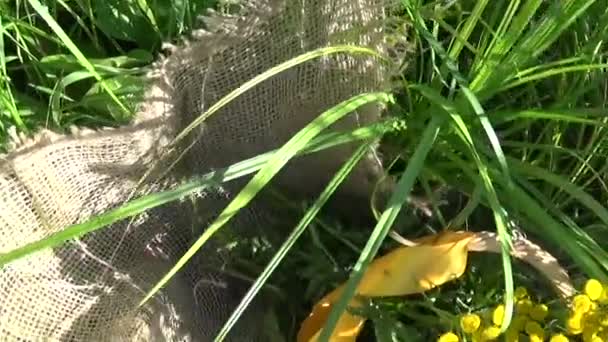 Medical herb Plant of Tansy Tanacetum vulgare in the basket — Stock Video