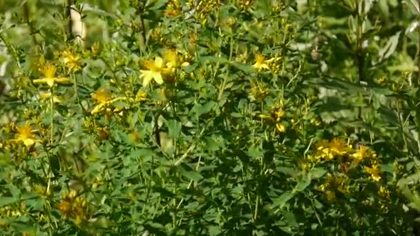 St. Johanniskraut, Heilpflanze mit Blume auf dem Feld. — Stockvideo