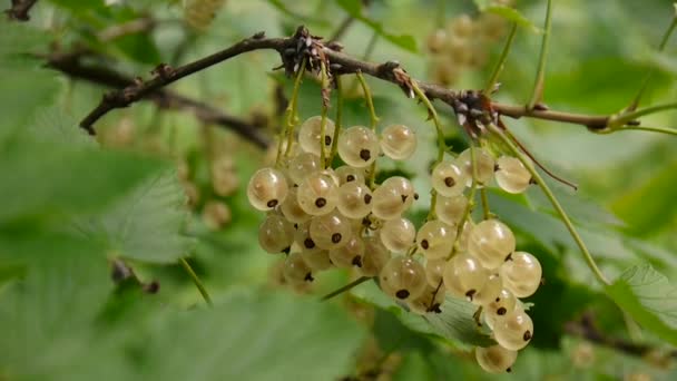 Rips färska vita vinbär bär på gren i trädgården makro — Stockvideo