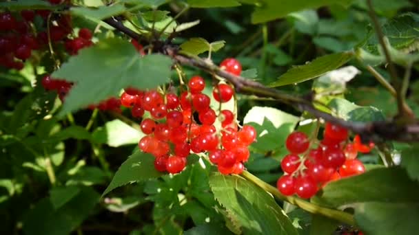 Rojo Ribes rubrum bayas en la planta de primer plano de imágenes de alta definición - La grosella roja caducifolio fruta natural superficial cámara estática de vídeo — Vídeo de stock