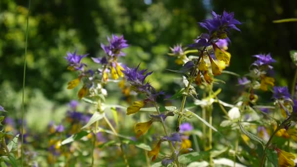 野生の花の木の牛。夏の草原で Melampyrum nemorosum — ストック動画