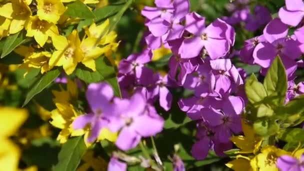 Hesperis matronalis Dames Rocket . Purple flower close up — Stock Video