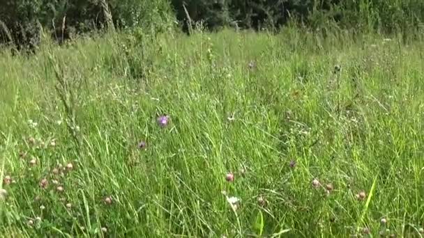Panorama d'herbe de prairie en utilisant steadicam. Vidéo caméra de mouvement .