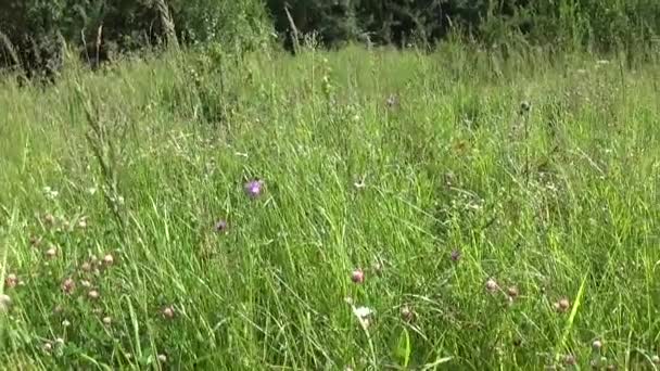 Panorama d'herbe de prairie en utilisant steadicam. Vidéo caméra de mouvement . — Video