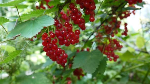 Rode Ribes rubrum bessen op de plant close-up Hd beelden - de aalbes bladverliezende struik fruit natuurlijke ondiepe statische videocamera — Stockvideo