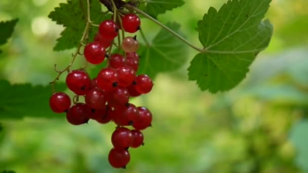 Vermelho Ribes bagas de rubrum na planta close-up imagens HD - A groselha caduca arbusto fruta natural rasa vídeo câmera estática — Vídeo de Stock