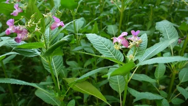 Impatiens glandulifera fiore. Panorama con steadicam — Video Stock