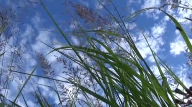 Yeşil çim görüntüleri makro güneş parlar yaprakları yaz güzel arka plan. Video kapalı sabit kamera.