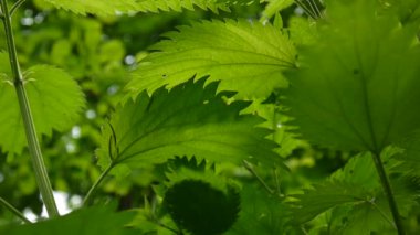 Bahar Rüzgar Rüzgar taze yeşil ısırgan. Urtica dioica. Alt görünümü yaprakları altından. Video görüntüleri statik kamera.