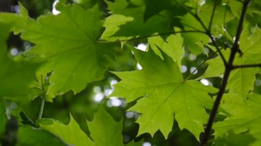 Yeşil bahar bırakır. Rüzgarda sallanan güzel genç yeşil akçaağaç ağaç.