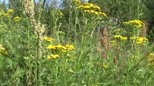 Planta de ervas medicinais de Tansy Tanacetum vulgare no verão — Vídeo de Stock