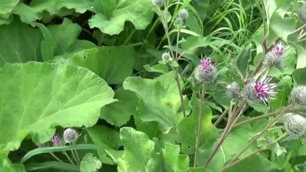 Bloeiende klit in het veld van de zomer. Arctium. HD-video. — Stockvideo