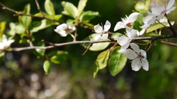 Blossom trädgren sky körsbär blommar på vinden — Stockvideo