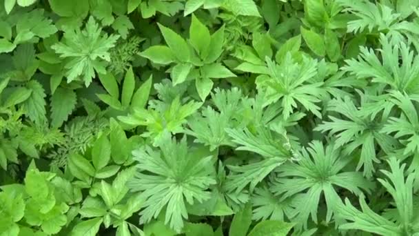 Slow motion beelden: patch van verse jonge gras in de buurt van de riner op een zonnige lentedag. — Stockvideo