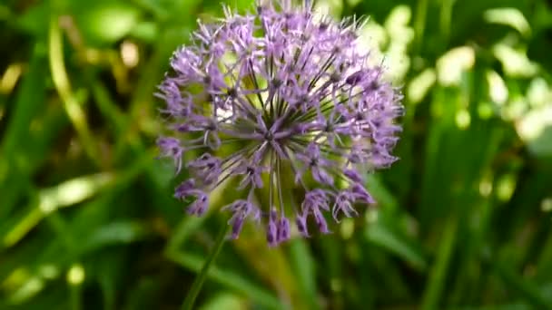 Allium paarse bloemen close-up in de tuin schieten van statische camera. — Stockvideo