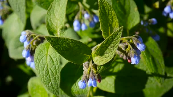 薬草共通コンフリー。野生の草原 Symphytum セイヨウタンポポの花。静的なカメラの撮影映像. — ストック動画