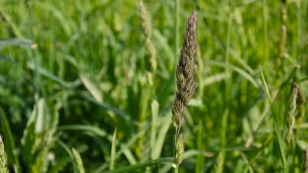 Hahnenfuß dactylis glomerata im Feld. — Stockvideo