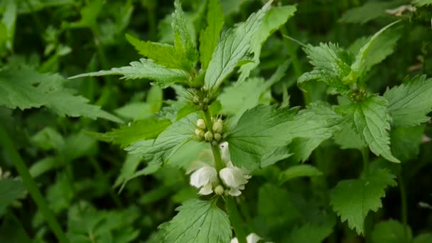 White Deadnettle, Lamium Galeobdolon, in the forest. Shooting close up, static camera. — Stock Video