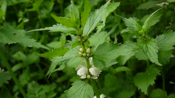 White Deadnettle, Lamium Galeobdolon, в лесу. Съемка вблизи, статическая камера . — стоковое видео