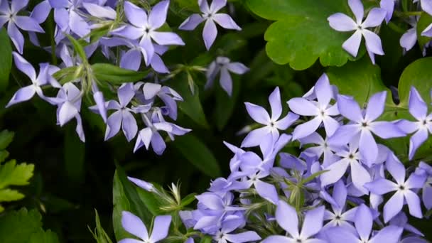 Vinca herbacea. Flores azules periwinkle en el macizo de flores en el jardín. Grabación de vídeo de la cámara estática . — Vídeo de stock