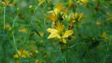 St Johns wort, tıbbi bitki çiçek alanında.