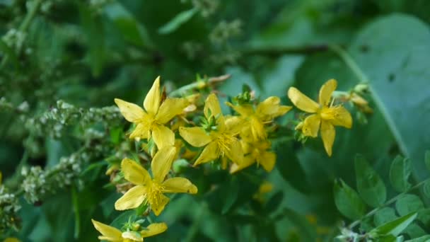 Αγίου Johns wort, φαρμακευτικό φυτό με το λουλούδι στο πεδίο. — Αρχείο Βίντεο