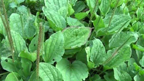 Plantago mayor planta silvestre verde, plátano, planta medicinal. Grabación de vídeo de alta definición con steadicam. Panorama en cámara lenta de hojas vibrantes de cerca . — Vídeos de Stock