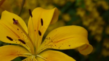 Lilyum bulbiferum ayrıntıları yakın çekim Hd ayak - otsu lily çiçek video bitki.