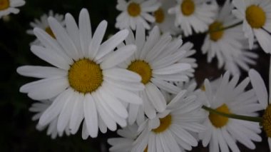 Flowerbed video görüntüleri üzerinde büyüyen papatya çiçekleri yakın çekim.